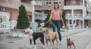 Dog Sitting Rate Per Day