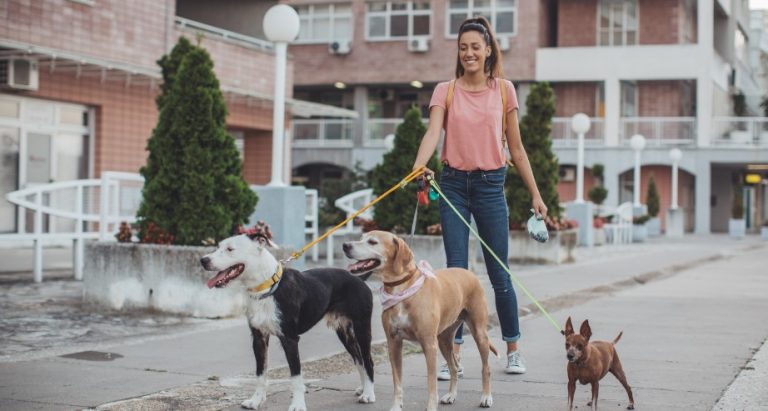 Dog Sitting Rate Per Day