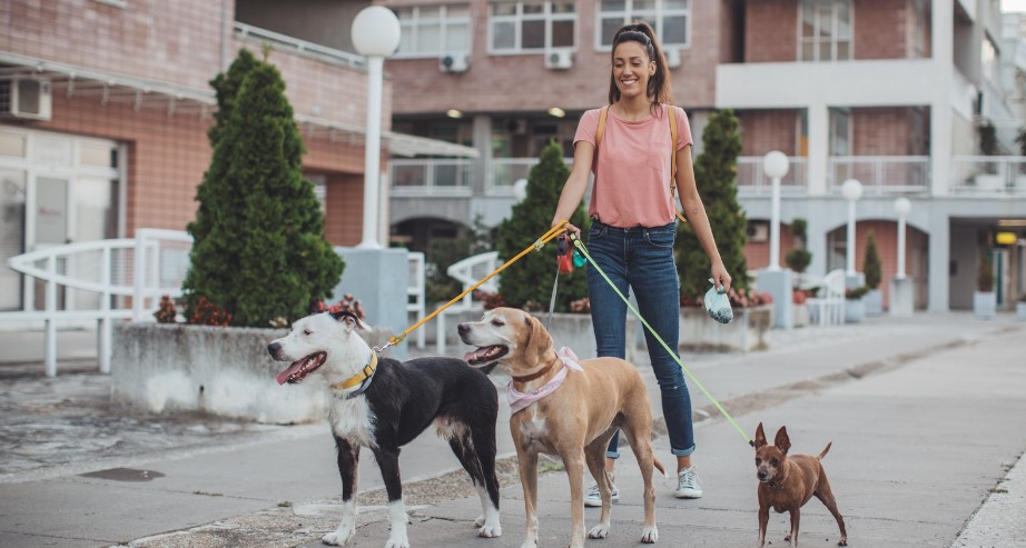 Dog Sitting Rate Per Day