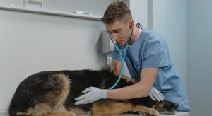 How Can Volunteering and Professional Bodies Help in Becoming a Veterinarian