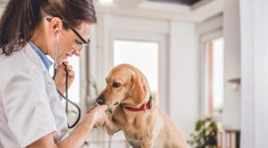 How Can a Veterinarian’s Salary Grow with Experience