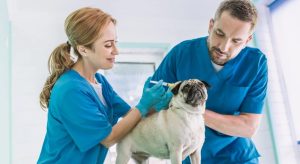 How Do Veterinarian Salaries Compare to Other Animal Health Professionals