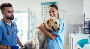 How Do Veterinarians Working in Private Practice Earn Differently