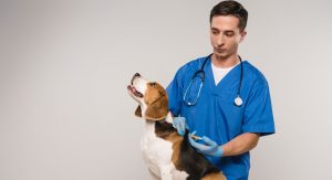 How Do You Become a Veterinarian in the UK