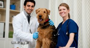 How Much Do Veterinary Surgeons and Specialists Earn
