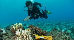 What Are the Highest-Paying Cities for Marine Biologists in the UK