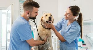 What Factors Influence a Veterinarian’s Salary in the UK
