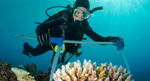 What Skills Help Increase Earnings as a Marine Biologist