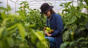 What Are the Benefits of Agrawau for Businesses